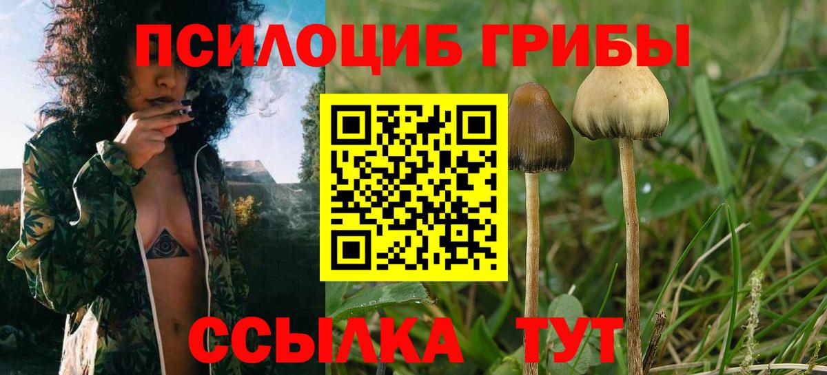 Псилоцибиновые грибы GOLDEN TEACHER Волжск